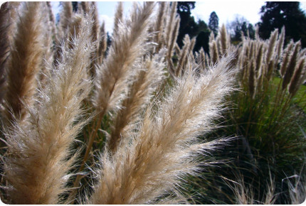 Amerikanisches Pampasgras